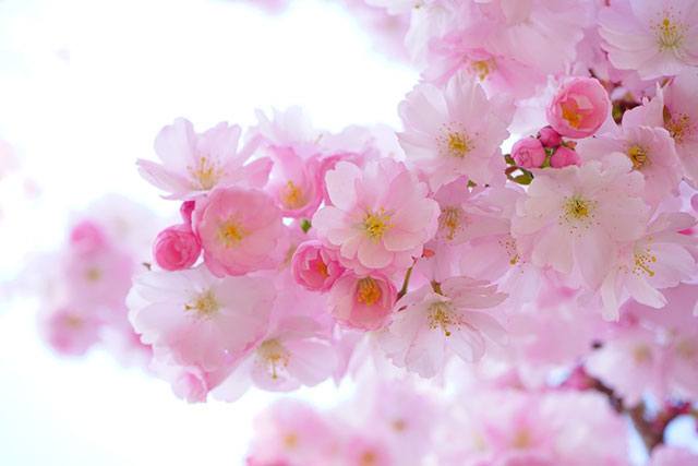 5 peculiar facts about Japanese language you might find surprising
