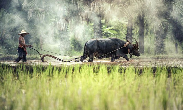 Indigenous languages – preserving culture and national heritage in modern days